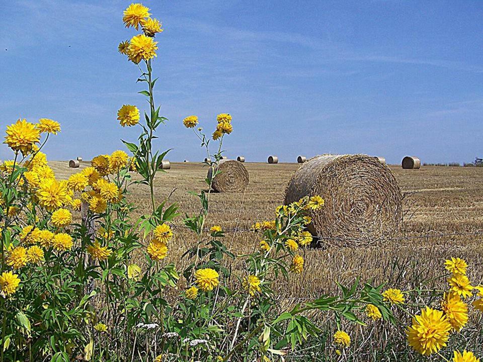 Gospodarstwo U Krakusa Doboszowice Dış mekan fotoğraf